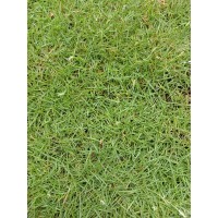 Turpave Rumput rumput.my