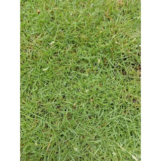 Japanese Grass Carpet / Karpet Rumput Jepun / 日本草草皮 (1'*2' per Piece, 2 Square Feet / sqft)