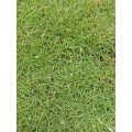 rumput.my