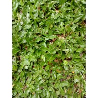 Turpave Rumput rumput.my