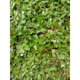 Pearl Grass Carpet / Karpet Rumput Mutiara / 珍珠草草皮 (1'*2' per Piece, 2 Square Feet / sqft)