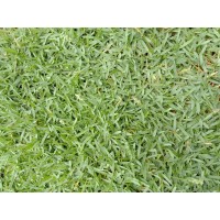 rumput.my