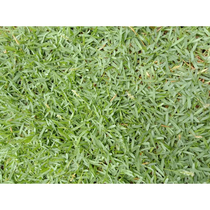 Philippine Grass Carpet / Karpet Rumput Filipina / 菲律宾草草皮 (1'*2' per Piece, 2 Square Feet / sqft)