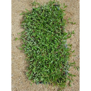 Cow Grass Carpet / Karpet Rumput Kerbau / 牛草草皮 (1'*2' per Piece, 2 Square Feet / sqft)