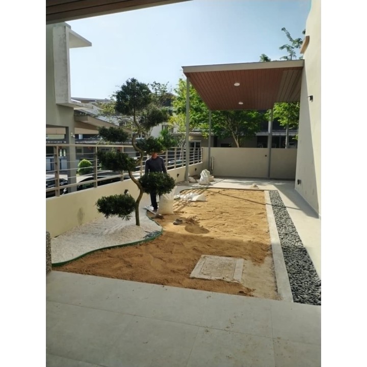 Grass Planting & Installation Service Japanese Grass Carpet / Karpet Rumput Jepun / 日本草草皮 (1'*2' per Piece, 2 sqft)