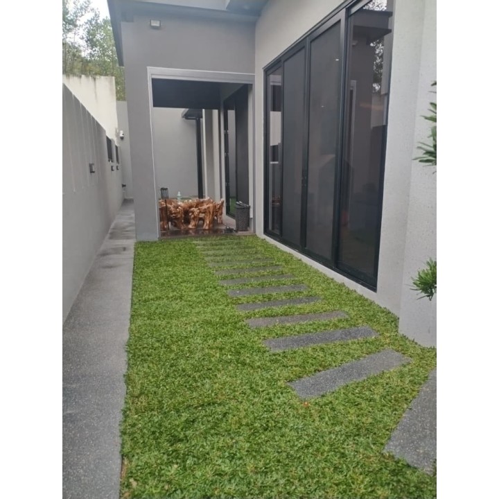 Grass Planting & Installation Service Pearl Grass Carpet / Karpet Rumput Mutiara / 珍珠草草皮 (1'*2' per Piece, 2 Square Feet /sqft)