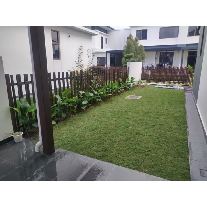 Grass Planting & Installation Service Pearl Grass Carpet / Karpet Rumput Mutiara / 珍珠草草皮 (1'*2' per Piece, 2 Square Feet /sqft)