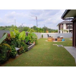 Grass Planting & Installation Service Philippine Grass Carpet / Karpet Rumput Filipina / 菲律宾草草皮 (1'*2' per Piece, 2 Square Feet)