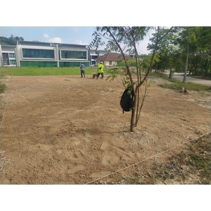 Grass Planting & Installation Service Cow Grass Carpet / Karpet Rumput Kerbau / 牛草草皮 (1'*2' per Piece, 2 Square Feet / sqft)