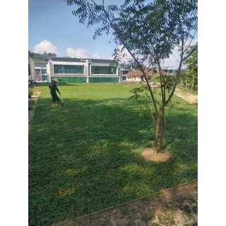 Grass Planting & Installation Service Cow Grass Carpet / Karpet Rumput Kerbau / 牛草草皮 (1'*2' per Piece, 2 Square Feet / sqft)