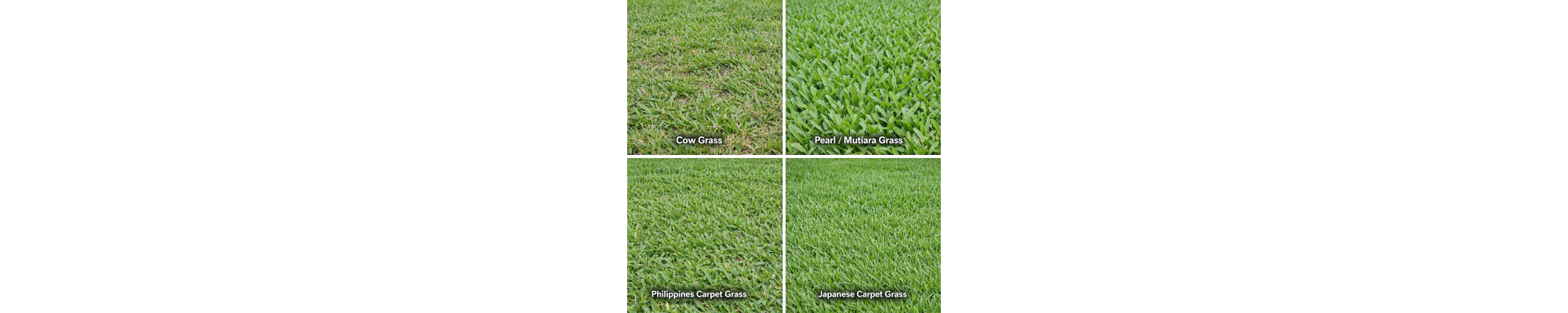 rumput karpet,rumput mutiara,rumput jepun,rumput filipina,carpet grass,pearl grass,cow grass,japanese grass,philippine grass