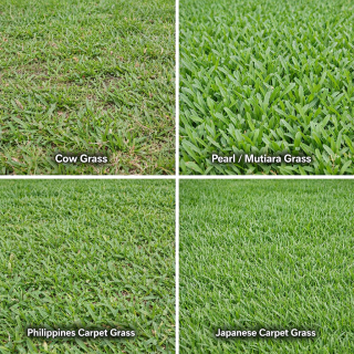 CARPET GRASS/RUMPUT KARPET